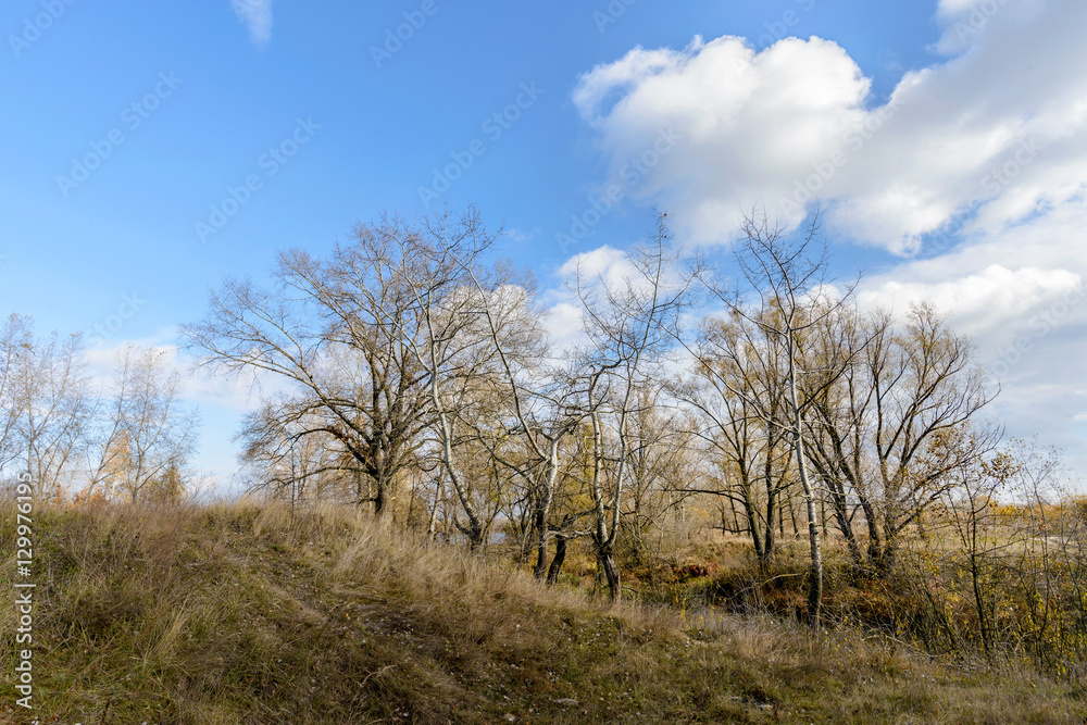 Autumn Trees Close to the Dnieper River Autumn Trees Close to the Dnieper River
