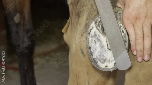 CLOSE UP: Blacksmith farrier filing off unleveled areas of horse's hoof