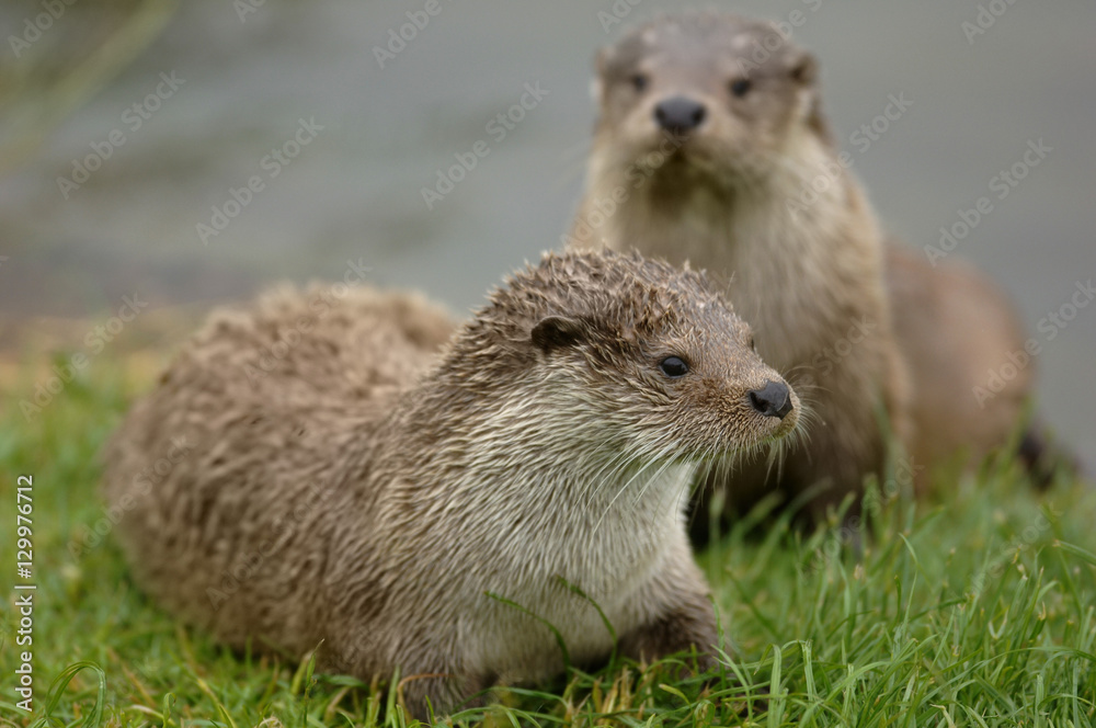 Fototapeta premium Otters