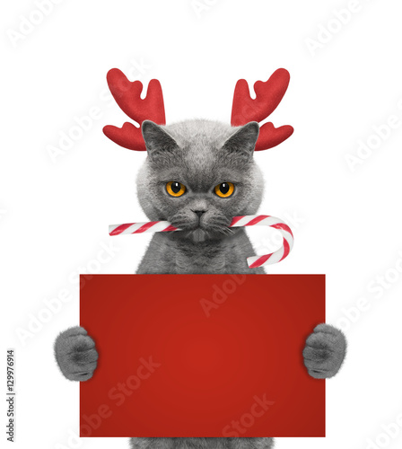 Fototapeta Naklejka Na Ścianę i Meble -  Cute cat in reindeer antlers holding a card with space for text