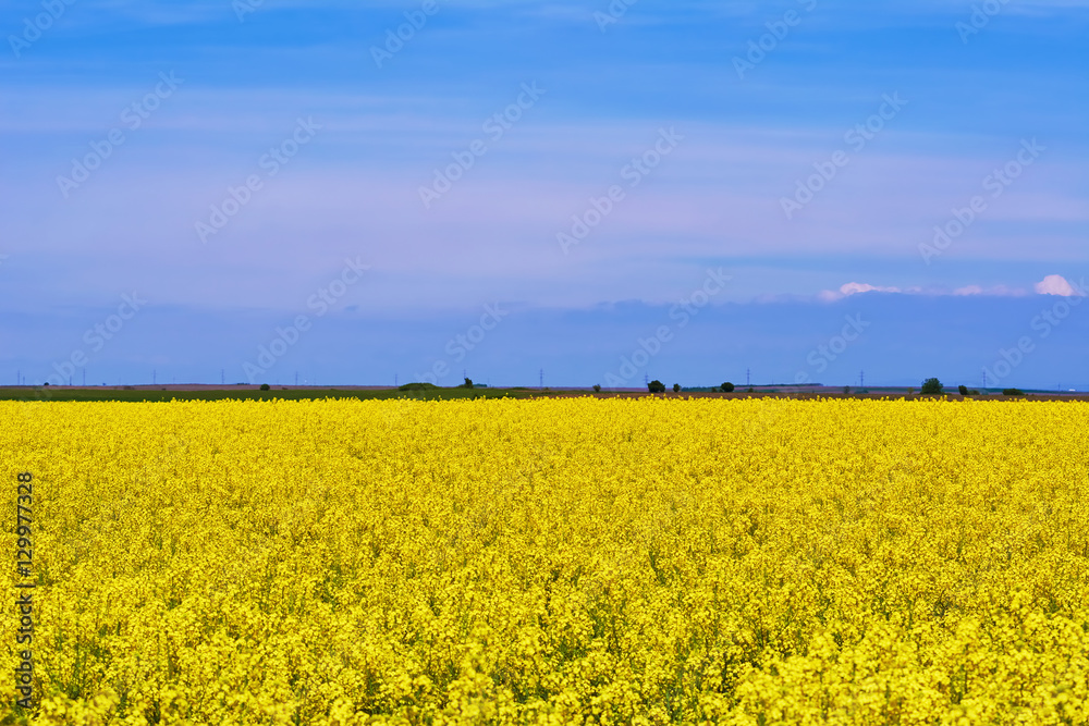 Field of Rapeseed Field of Rapeseed