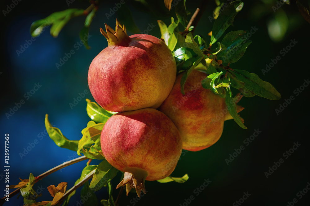 Mature Pomegranate Fruits Mature Pomegranate Fruits