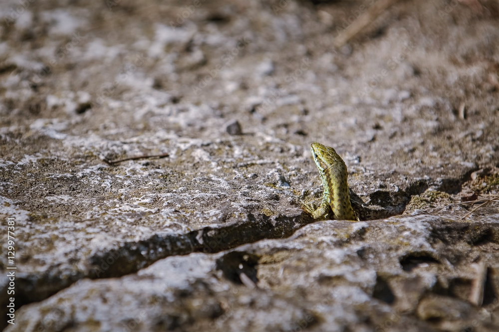 Lizard Looking out of a Crevice Lizard Looking out of a Crevice