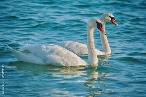 Pair of White Swans