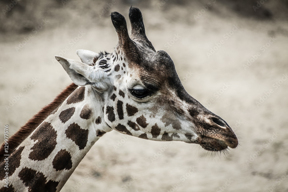 Naklejka premium giraffe