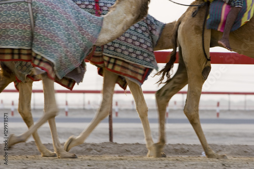 Foto Dubai UAE Blurred motion of camels running during training at Nad Al Sheba Camel