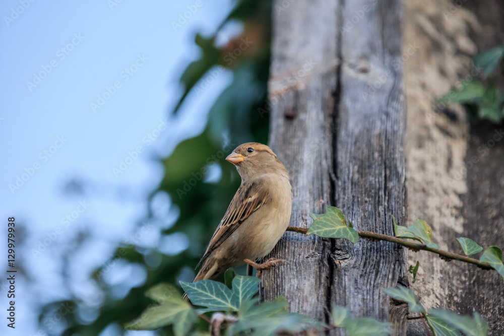 Little sparrow bird sitting on a wooden roof close up view Little sparrow bird sitting on a wooden roof close up view