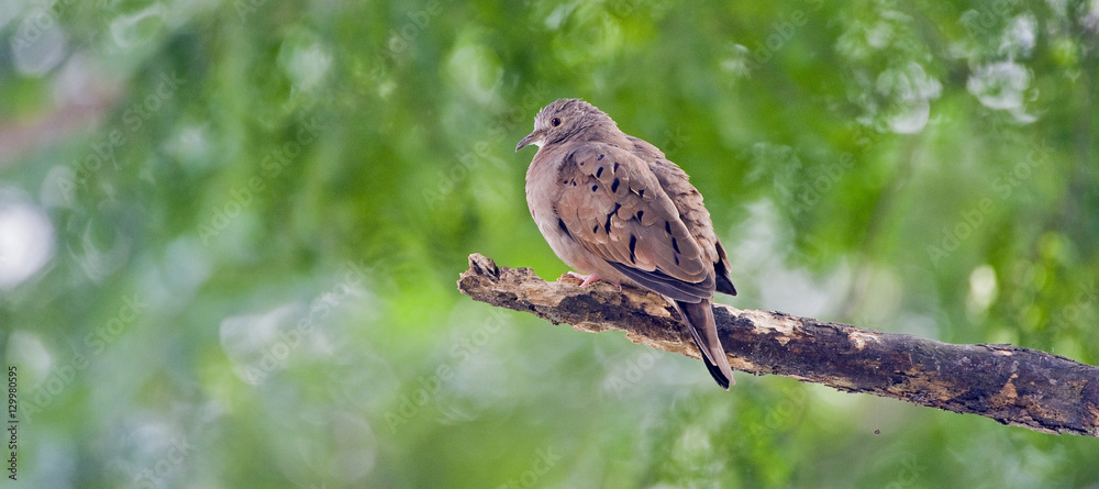 Ruddy ground dove under the shade of the leafy tree Ruddy ground dove under the shade of the leafy tree