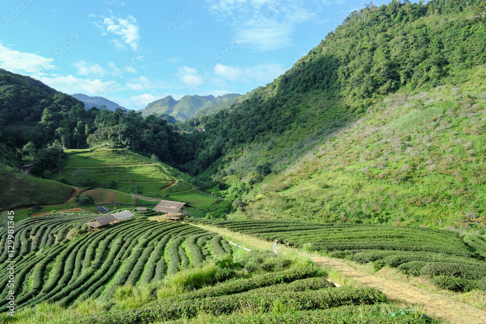 a tea farm in Chaing Mai Thailand
