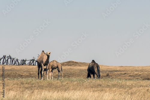 wildlife Camel eating landscape Oman salalah Arabic 4