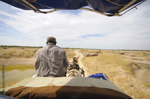 Horse and cart on track, Sine Saloum Delta, Senegal, West Africa photo