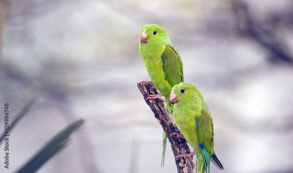 Obraz premium Plain parakeet under the shade of the leafy tree