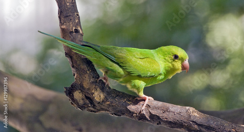 Fotografie, Obraz Plain parakeet under the shade of the leafy tree