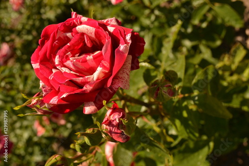 Rose garden in Baden  Austria.