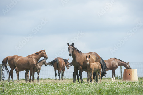 Hanovarian Warmblood mare and foal horses © Mark J. Barrett