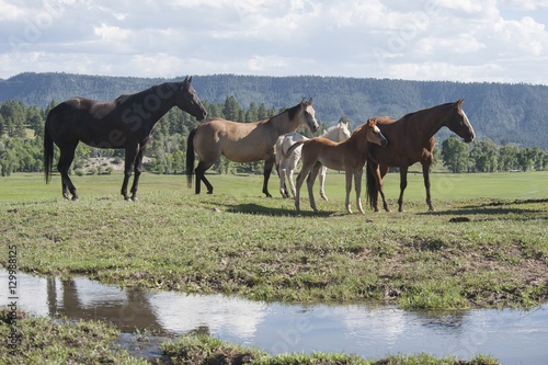 Quarter horse mares and foals in open paddock