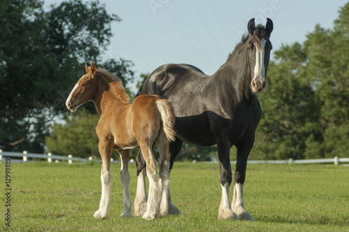 Shire horse mare with foal at side