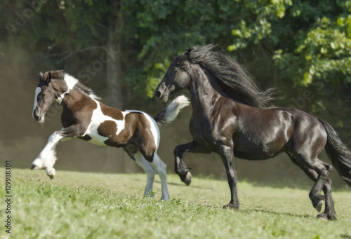 Frieisian mare with Drum Horse foal cross