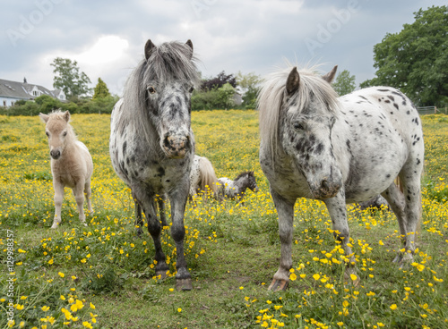 Herd of Falabella Miniature horse mares and foals in field of yellow flowers, Warton, U.K. photo