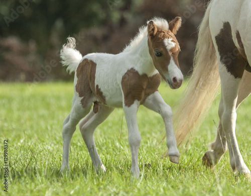1 day old Miniature horse foal colt with mare © Mark J. Barrett