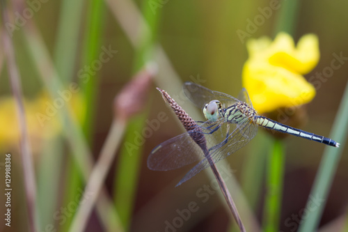 Xyris Indica yellow flowers in paddy field on bright day photo