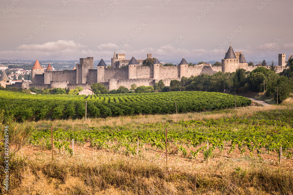 Vineyards growing outside the medieval fortress of Carcassonne i