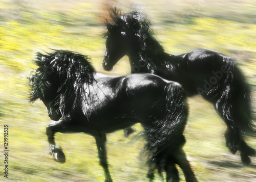 Blur action of Friesian stallion trot
