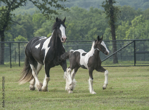 Gypsy horse mare and foal