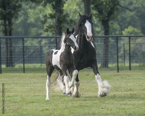 Gypsy horse mare and foal  © Mark J. Barrett