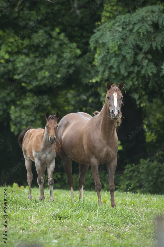 Quarter Horse mare and foal