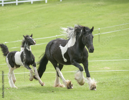 Gypsy Vanner Horse mare and foal run in grass paddock