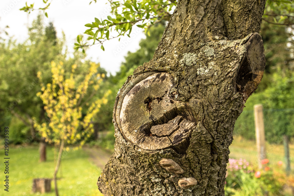 Obraz premium Natur Baum Stamm