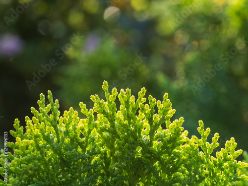 Top of Chinese Arborvitae Plant photo