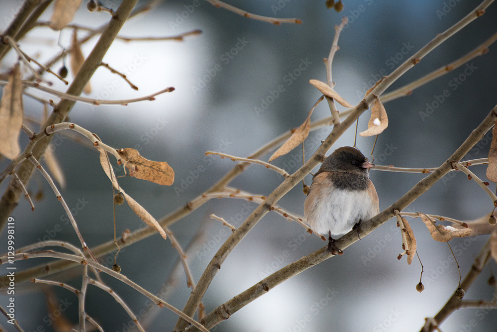 Bird Bird