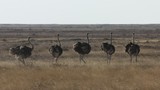 Ostrich group  Etosha  Namibia