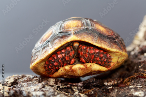 Baby Redfoot tortoise photo