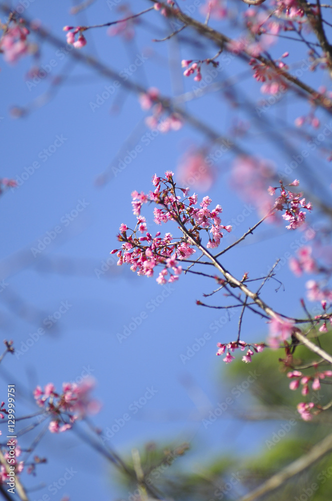 Wild Himalayan Cherry in selective focus point Wild Himalayan Cherry in selective focus point