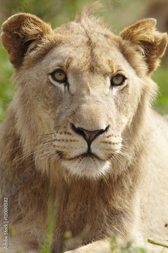 Lioness looking past camera