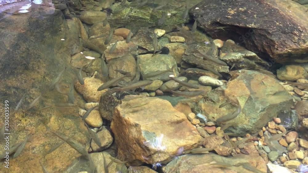 Garra rufa, also called doctor fish swimming in lake. Garra rufa, also called doctor fish swimming in lake.