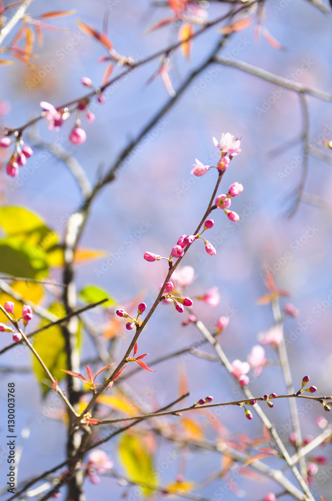Wild Himalayan Cherry in selective focus point Wild Himalayan Cherry in selective focus point