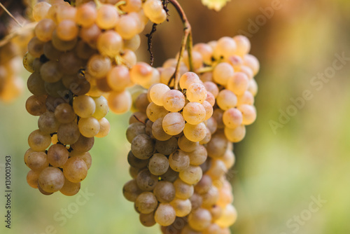 Bunch of grapes ready to be harvested.