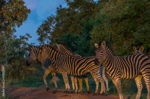 Zebra s grazing in the  wild at the Welgevonden Game Reserve in South Africa