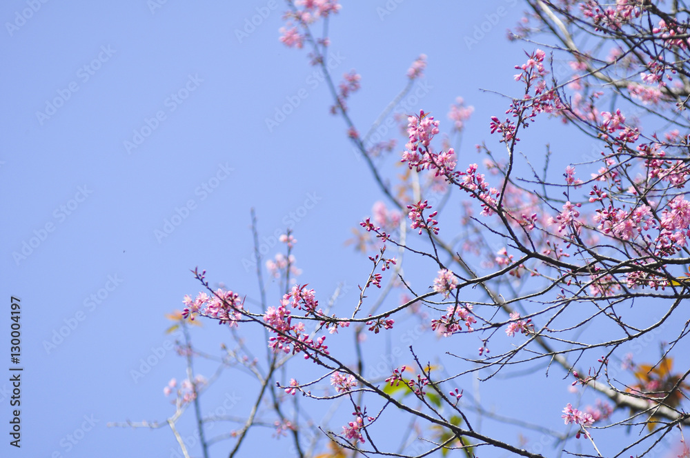 Wild Himalayan Cherry in selective focus point Wild Himalayan Cherry in selective focus point