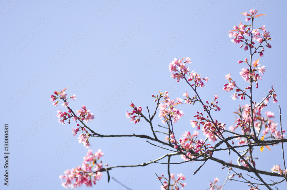 Wild Himalayan Cherry in selective focus point Wild Himalayan Cherry in selective focus point