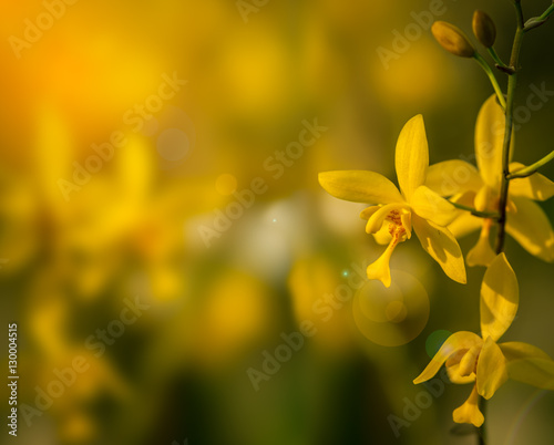 yellow orchid flowers and green leaf border 