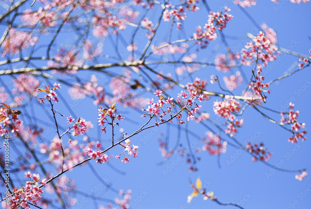 Wild Himalayan Cherry in selective focus point