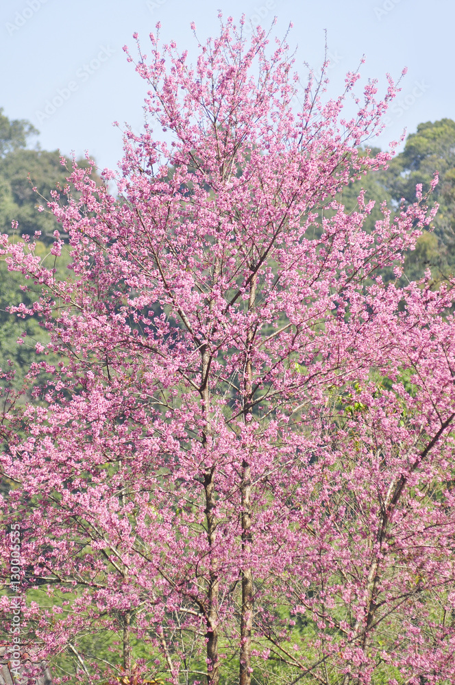 Wild Himalayan Cherry in selective focus point Wild Himalayan Cherry in selective focus point