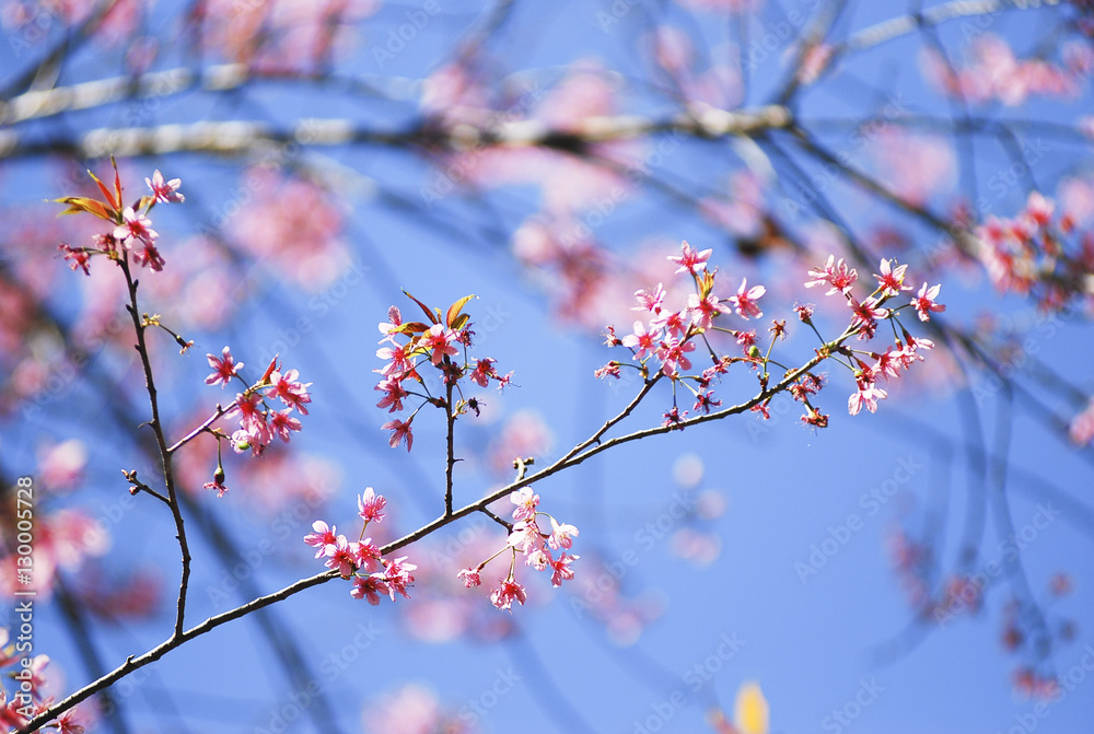 Wild Himalayan Cherry in selective focus point Wild Himalayan Cherry in selective focus point