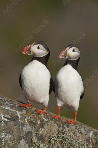 Two Atlantic Puffins perch side by side Runde island Norway © moodboard