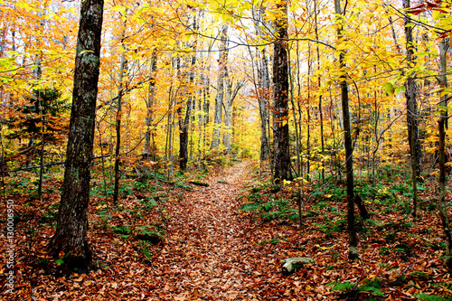Beautiful Wooded Path in Autumn
